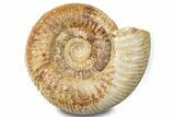 Jurassic Ammonite (Garantiana) Fossil - Dorset, England #279286-1